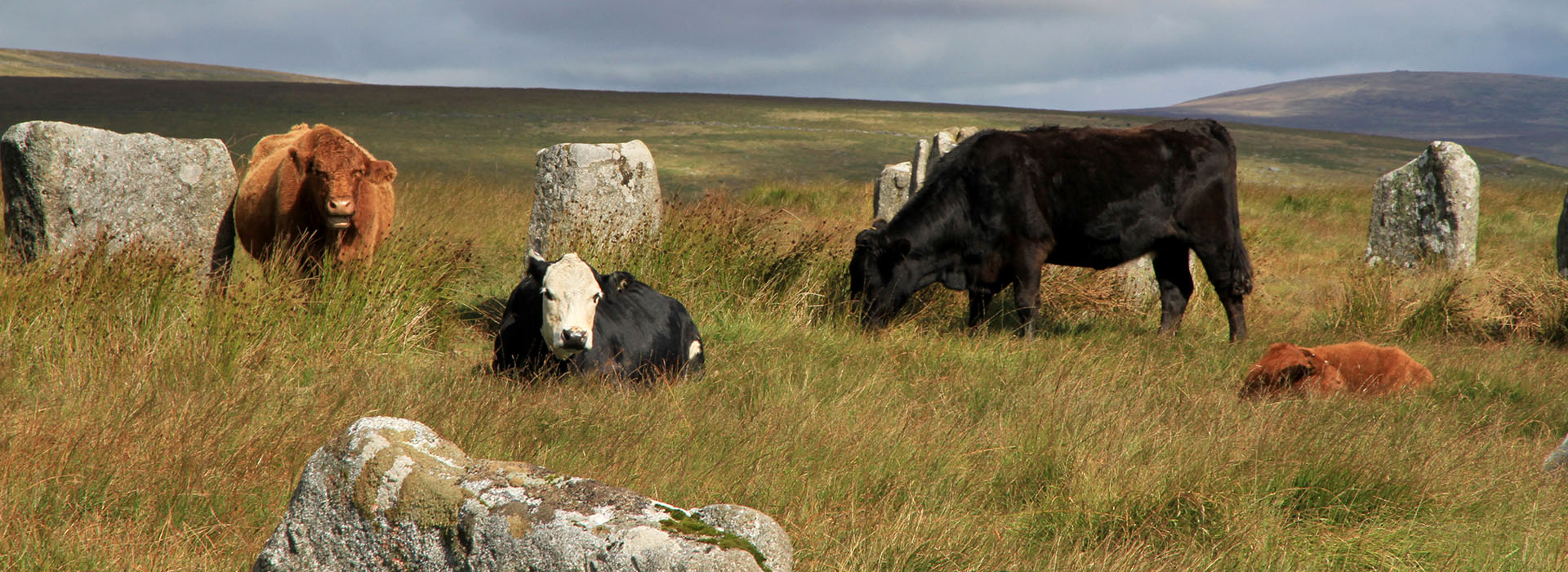 Cows grazing at Greywethers stone circle